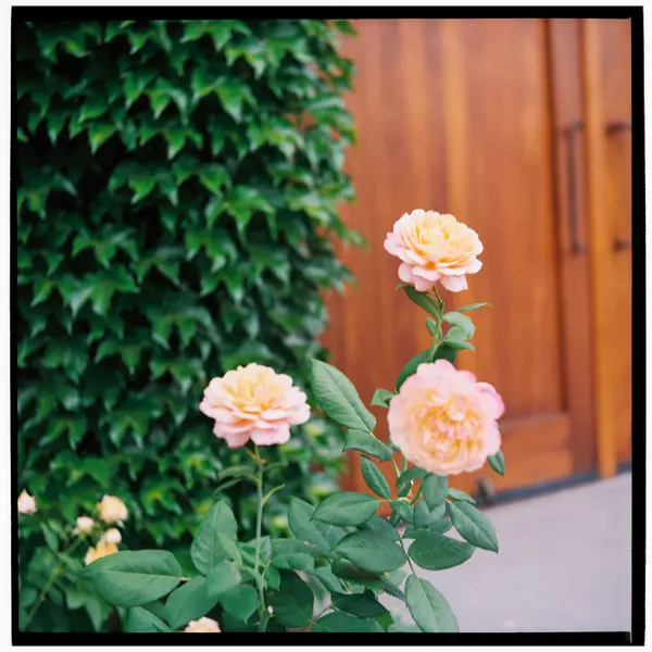 Napa Valley in 120 Roll 1: Kodak Gold 200 — frame 004